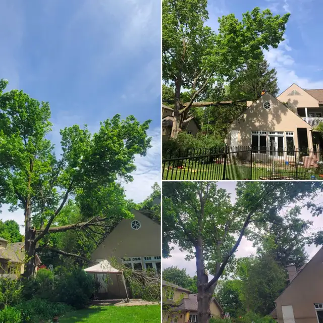 TREE SERVICES - TORONTO TREE GUYS - TREE REMOVAL - PRUNING - Photo 3