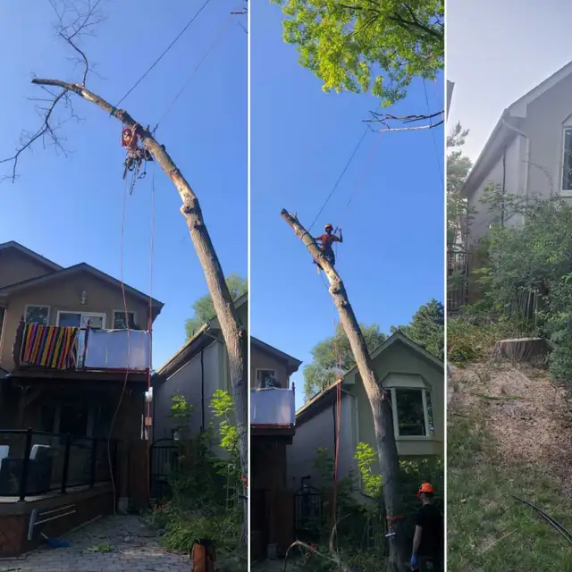 TREE SERVICES - TORONTO TREE GUYS - TREE REMOVAL - PRUNING - Photo 5