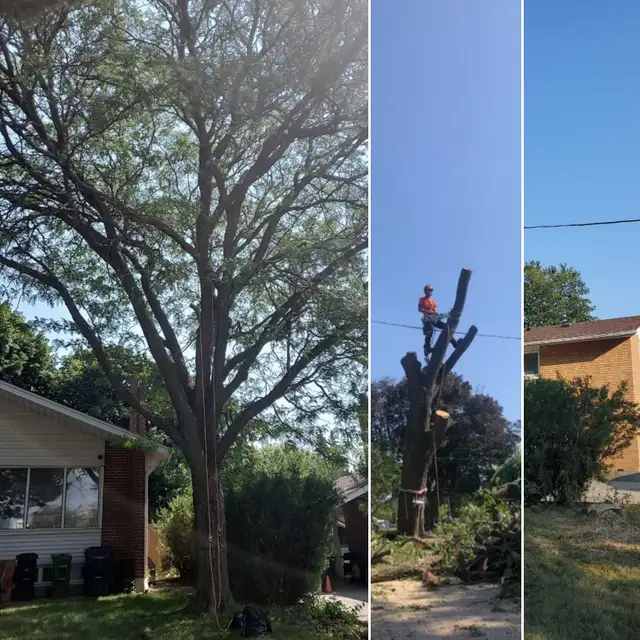 TREE SERVICES - TORONTO TREE GUYS - TREE REMOVAL - PRUNING - Photo 6