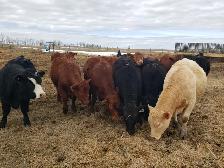 Replacement Heifers
