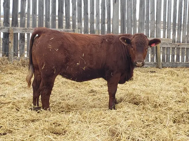 Replacement Heifers - Photo 2