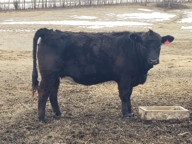 Replacement Heifers - Photo 3