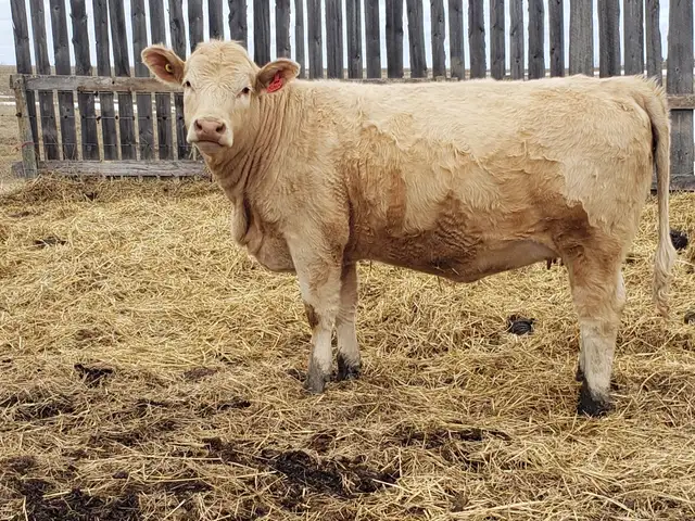 Replacement Heifers - Photo 4