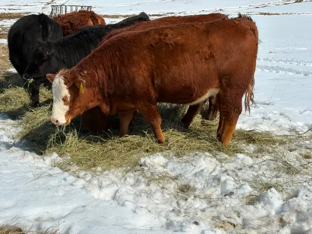 Replacement Heifers - Photo 5