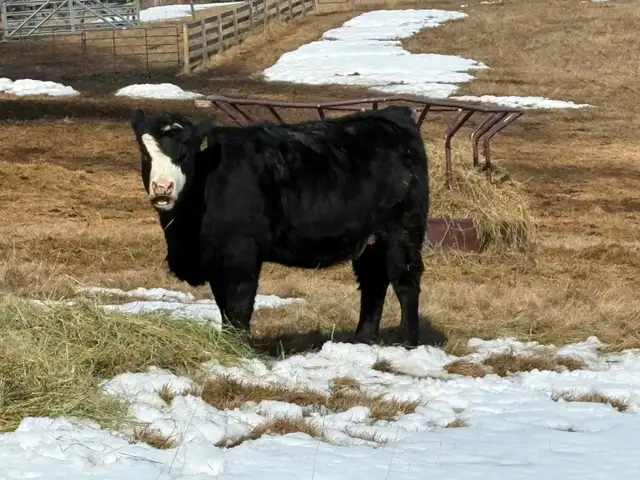 Replacement Heifers - Photo 6