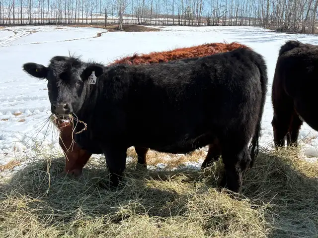 Replacement Heifers - Photo 7