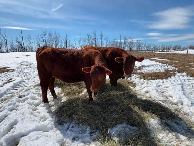 Replacement Heifers - Photo 8
