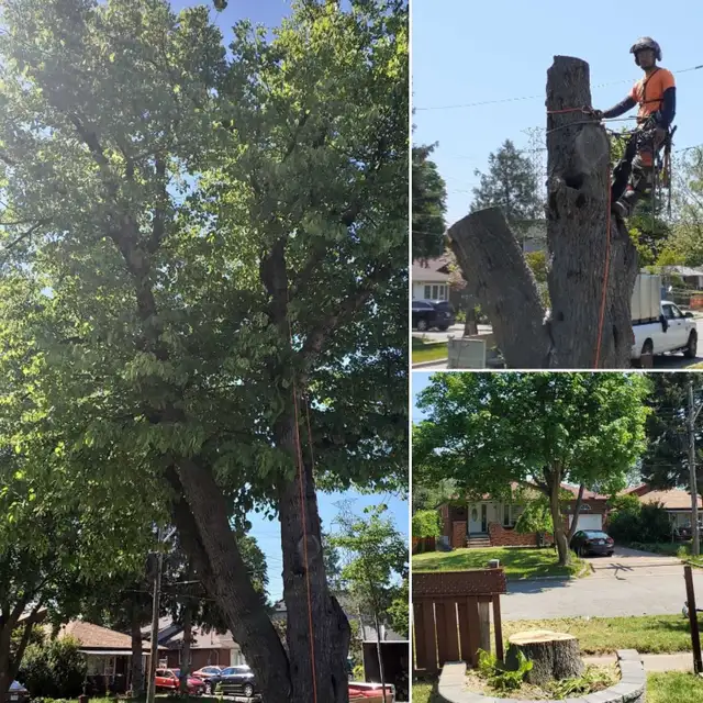 EMERGENCY TREE SERVICES - TREE REMOVAL/PRUNING - 647-390-922 - Photo 3