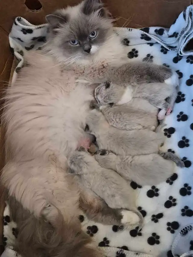 purebred ragdoll kittens