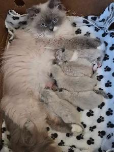 purebred ragdoll kittens
