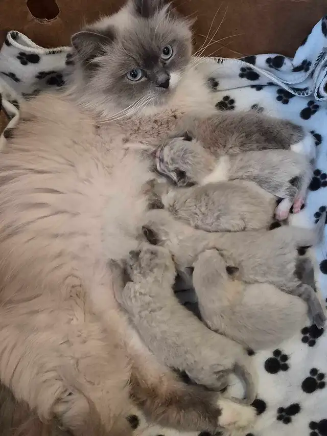 purebred ragdoll kittens - Photo 2