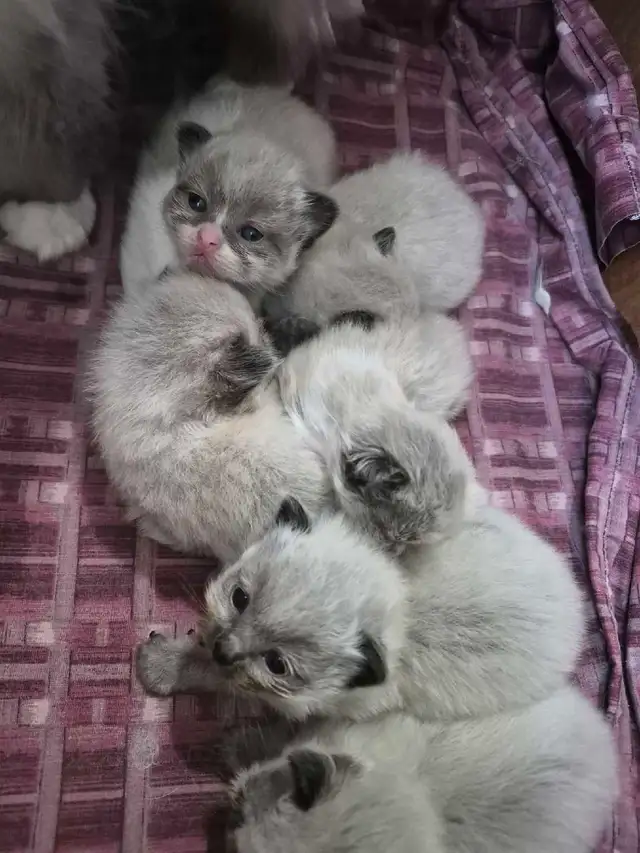 purebred ragdoll kittens - Photo 3