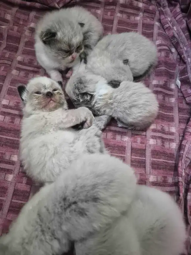 purebred ragdoll kittens - Photo 4