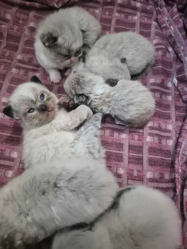 purebred ragdoll kittens - Photo 5