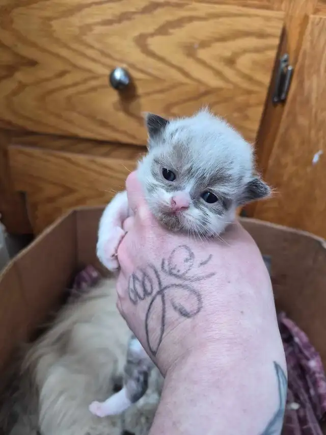 purebred ragdoll kittens - Photo 6