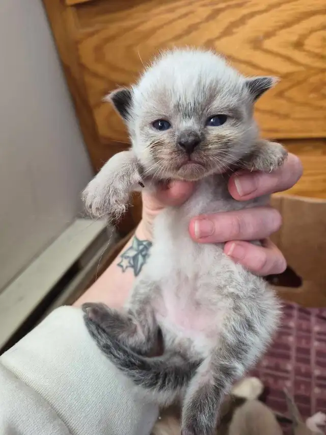 purebred ragdoll kittens - Photo 7