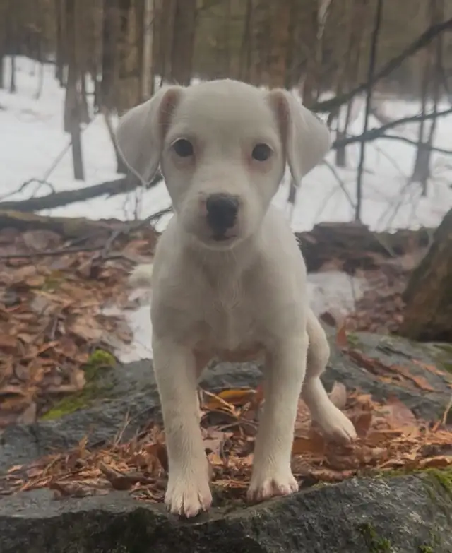 Jack Russell Terrier