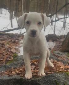 Jack Russell Terrier