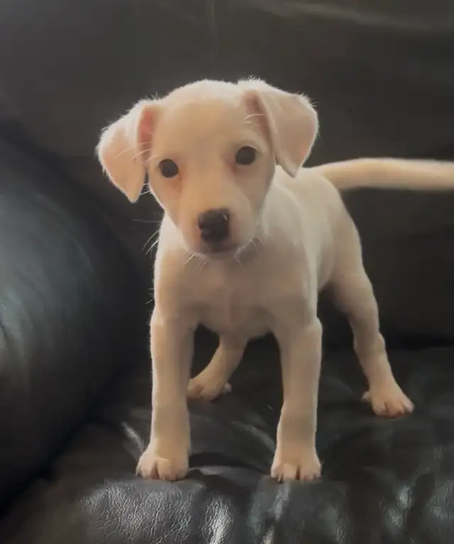 Jack Russell Terrier - Photo 2