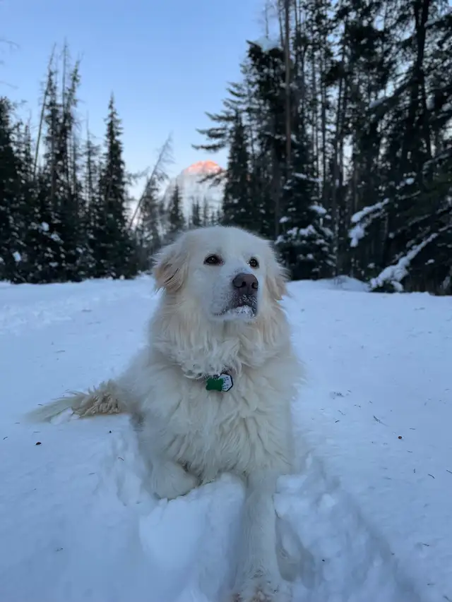Maremma x Caucasian Shepherd Male