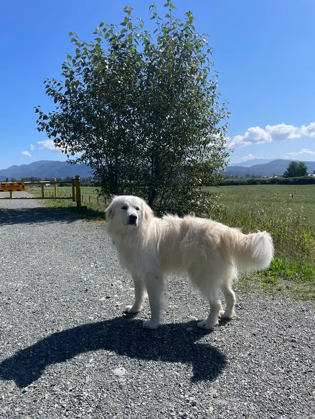 Maremma x Caucasian Shepherd Male - Photo 2