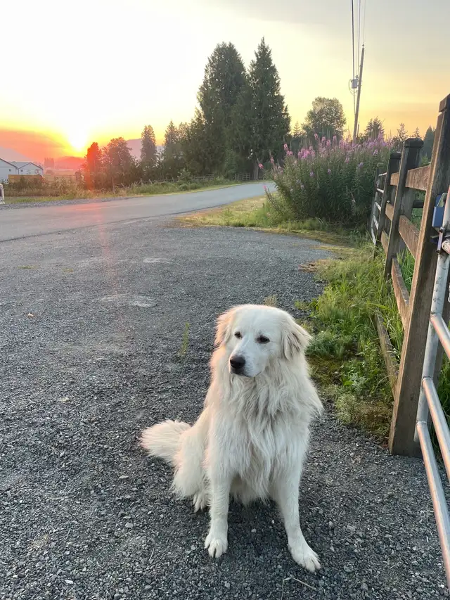 Maremma x Caucasian Shepherd Male - Photo 3