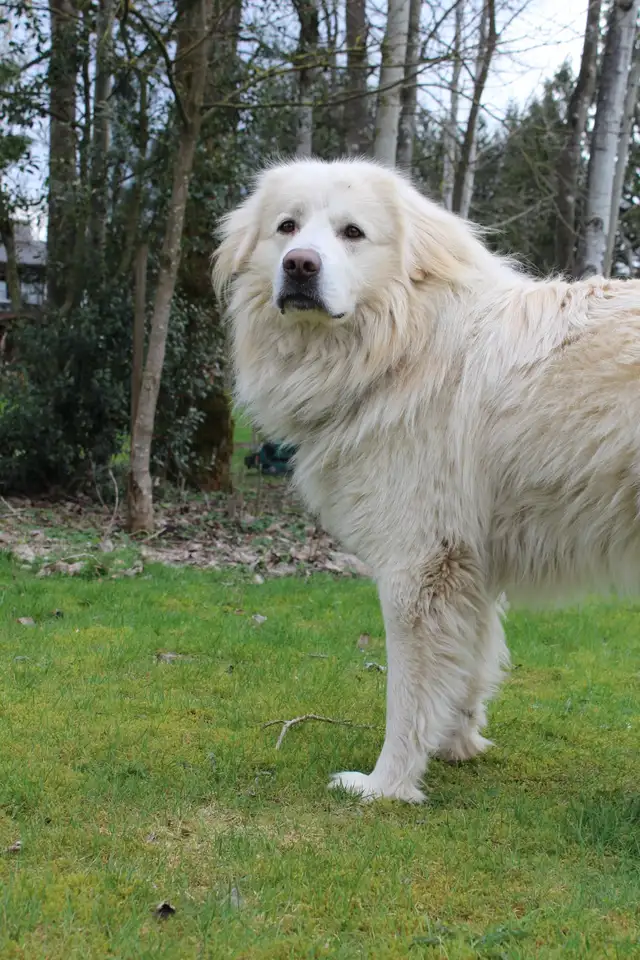 Maremma x Caucasian Shepherd Male - Photo 4