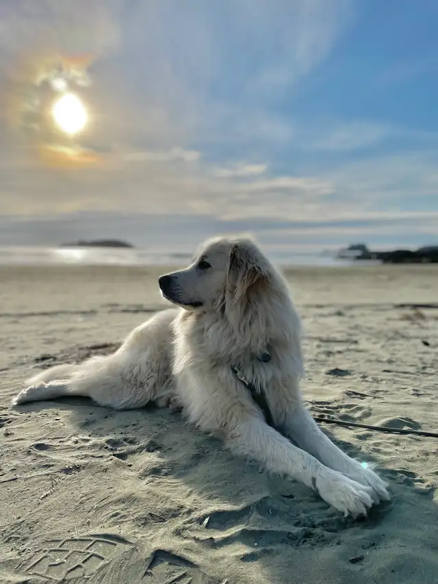 Maremma x Caucasian Shepherd Male - Photo 5