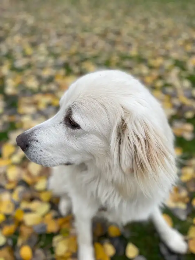 Maremma x Caucasian Shepherd Male - Photo 6