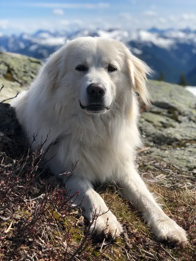 Maremma x Caucasian Shepherd Male - Photo 7