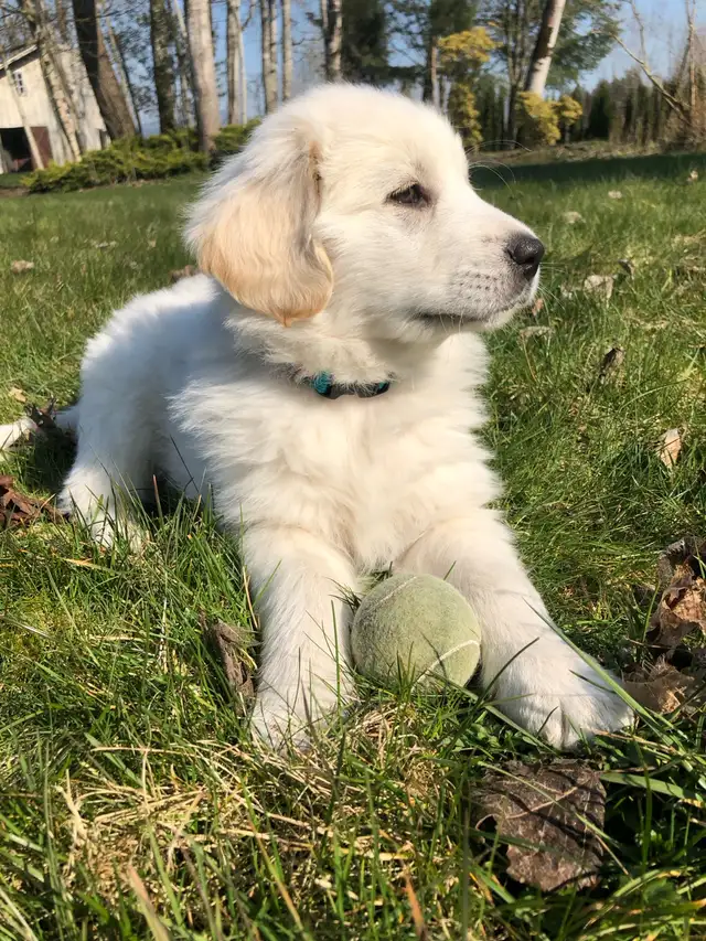 Maremma x Caucasian Shepherd Male - Photo 8