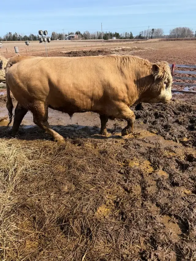 Two Purebred bulls registered