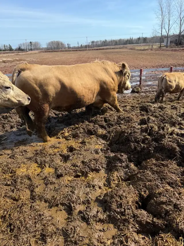 Two Purebred bulls registered - Photo 2