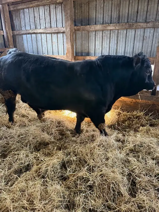 Two Purebred bulls registered - Photo 3