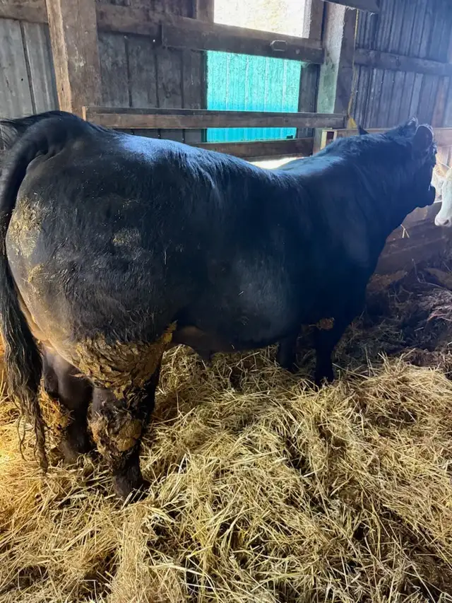 Two Purebred bulls registered - Photo 4