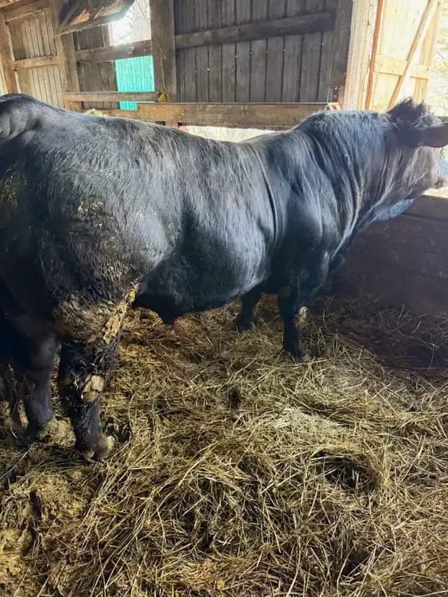 Two Purebred bulls registered - Photo 5