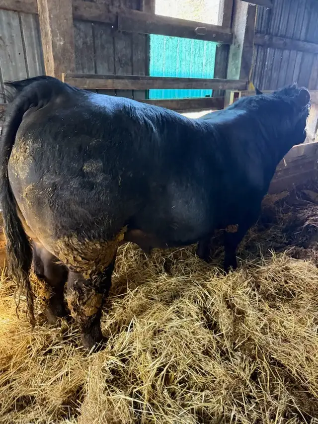 Two Purebred bulls registered - Photo 6