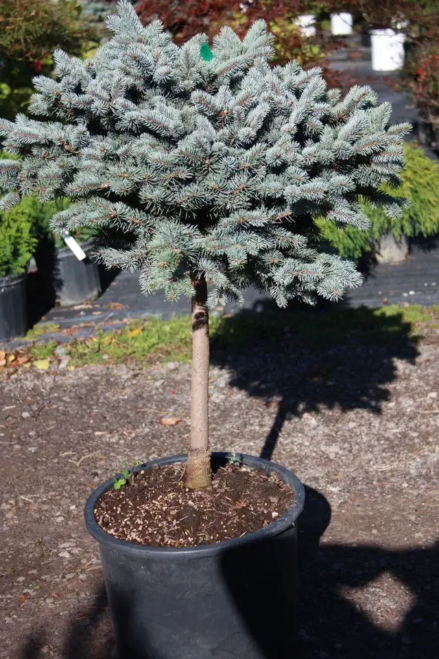 1,000 Varieties of Plants - Photo 5