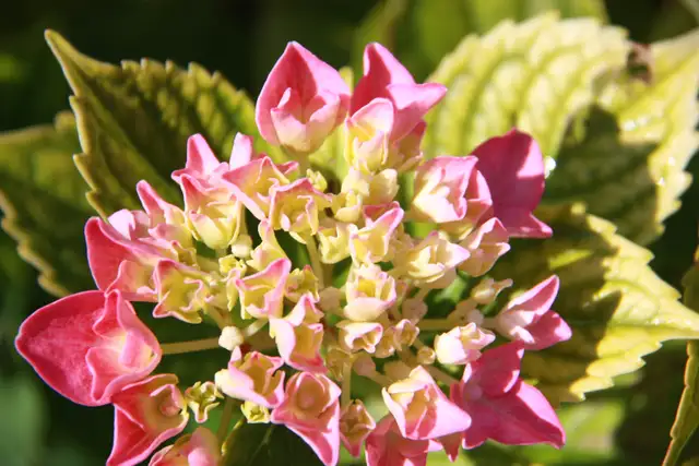 1,000 Varieties of Plants - Photo 8