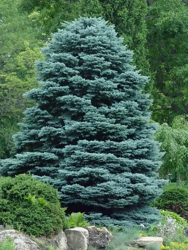 Cedars Boxwoods Yews Japanese Maple Trees - Photo 9