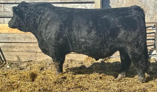 2yr old Simm Bull