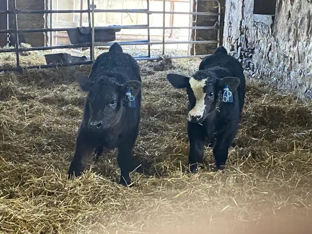 2yr old Simm Bull - Photo 2