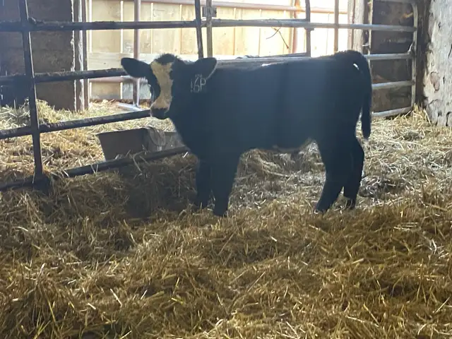 2yr old Simm Bull - Photo 4