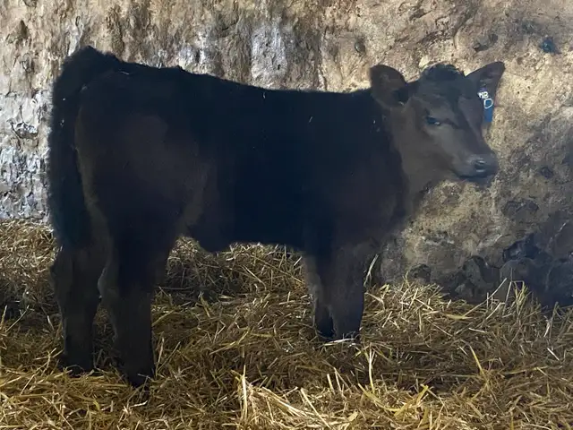 2yr old Simm Bull - Photo 5