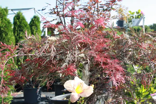 Plants !  Plants !  Plants ! - Photo 9