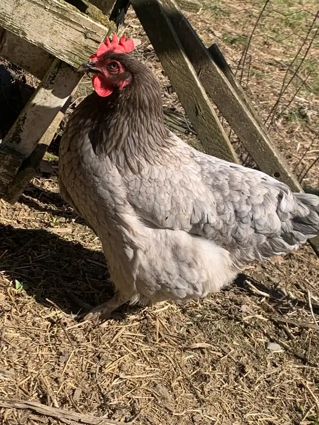 1-2 year old laying hens for sale