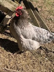 1-2 year old laying hens for sale