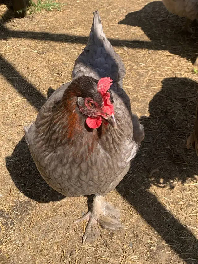 1-2 year old laying hens for sale - Photo 2