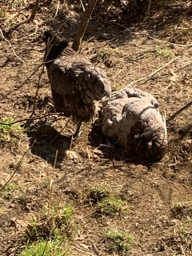 1-2 year old laying hens for sale - Photo 3