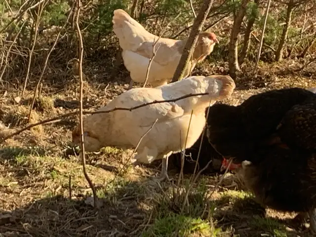 1-2 year old laying hens for sale - Photo 4